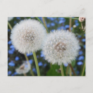 blått, knapp, växt, dandelion, ängsgröe, vitt. vykort
