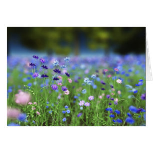 Blått kort för kornblomma