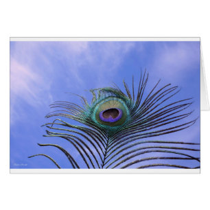 Blått kort för peacock Feather Photographic Light