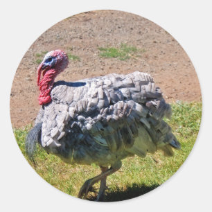 Blått kritiserar thanksgivingdagen Turkiet Runt Klistermärke