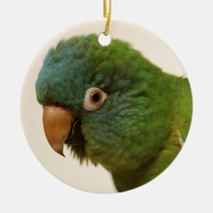 Blått-krönad Conure prydnad Julgransprydnad Keramik