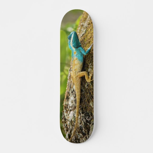Blått-Krönad ödla Calotes Mystaceus Skateboard Bräda 21,5 Cm (Framsida)