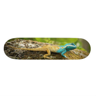 Blått-Krönad ödla Calotes Mystaceus Skateboard Bräda 21,5 Cm