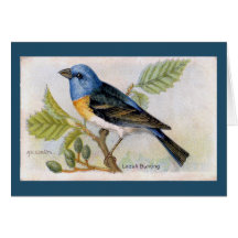 Blått Lazuli Bunting Bird - tackkort