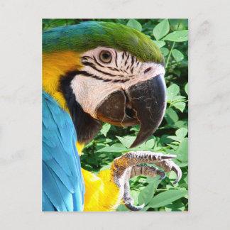 Blått Macaw Parrot-vykort Vykort