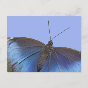 Blått morpho Butterfly DIY-vykort Vykort
