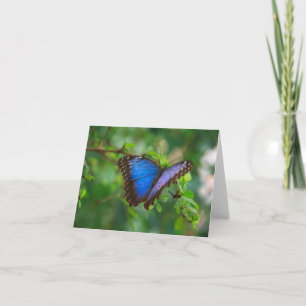 Blått Morpho Butterfly Note-kort Kort