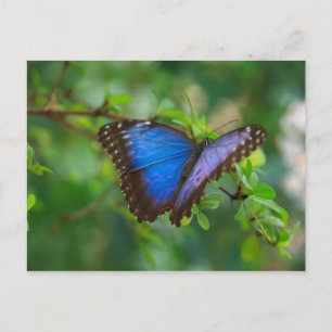 Blått morpho Butterfly-vykort Vykort