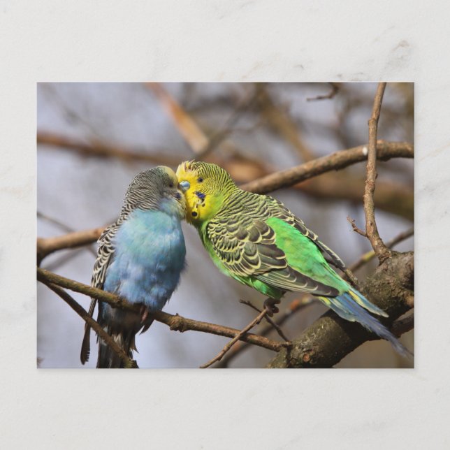 Blått och Grönt Budgie Birds vid Träd Gren Vykort (Framsida)