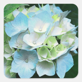 Blått och Grönt Hydrangea Blommigt Stickers / Säla Fyrkantigt Klistermärke