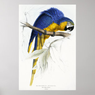 Blått och gula Maccaw Poster