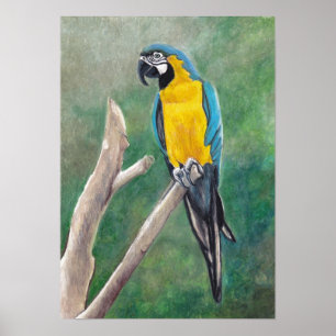 Blått och Guld Macaw Bird Art Poster