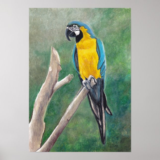 Blått och Guld Macaw Bird Art Poster (Framsidan)