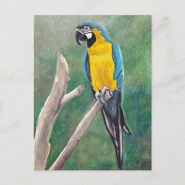Blått och Guld Macaw Bird Art-vykort Vykort (Framsida)