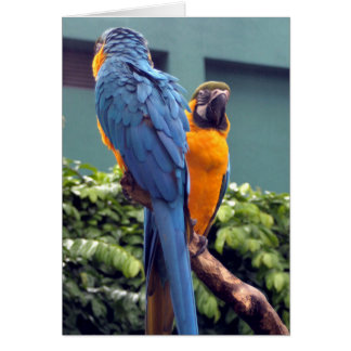 Blått och Guld-Macaw-kort Hälsningskort