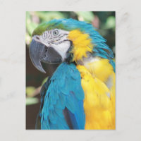 Blått och Guld Macaw-vykort