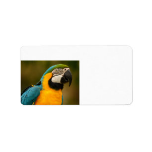 blått- och guldmacaw adressetikett