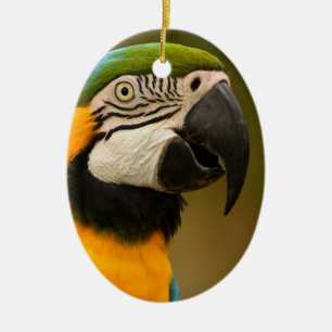 blått- och guldmacaw julgransprydnad keramik