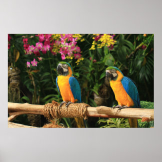 Blått och Gult Macaw Poster