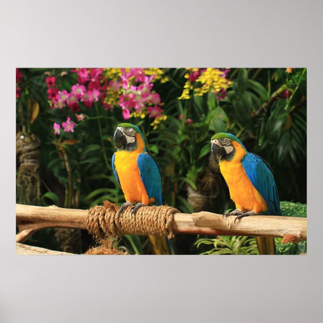 Blått och Gult Macaw Poster (Framsidan)