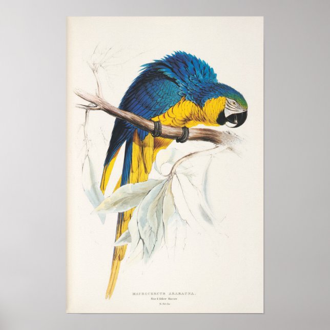 Blått och Gult Macaw Poster (Framsidan)