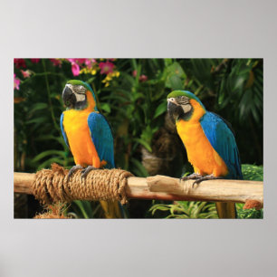 Blått och Gult Macaw-utskrift Poster