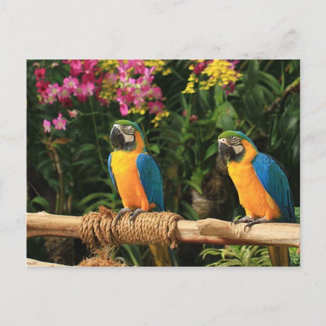 Blått och Gult Macaw-vykort Vykort (Framsida)