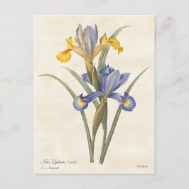 Blått och Gult Spanska Vintagen Iris botaniska Vykort