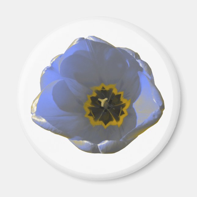 Blått och Gult Tulip Magnet (Framsidan)