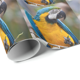 Blått- och gultMacaw som slår in papper Presentpapper