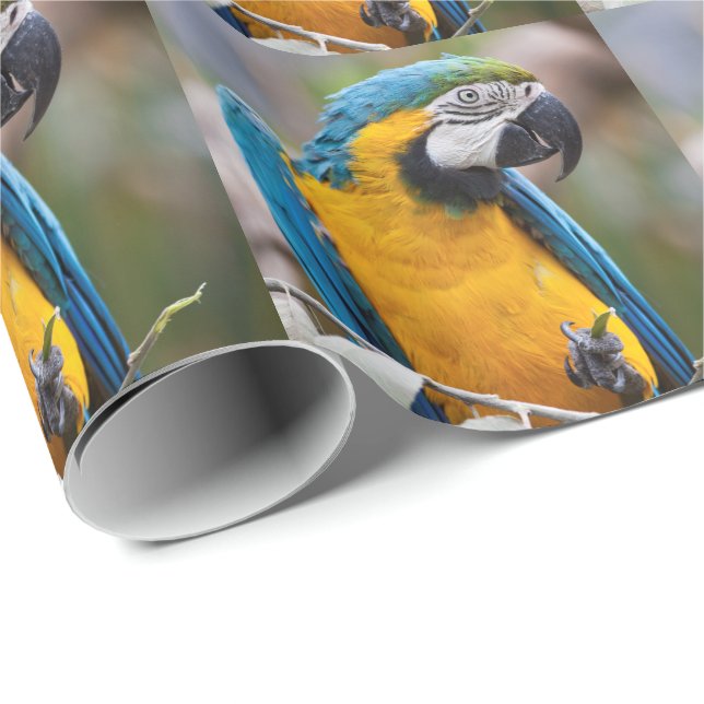 Blått- och gultMacaw som slår in papper Presentpapper (Rullad Hörn)