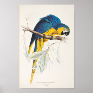 Blått- och gultMacawaffisch Poster