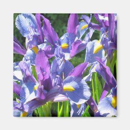 Blått och Lila Irises Magnet