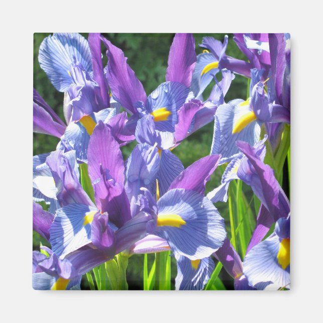 Blått och Lila Irises Magnet (Framsidan)