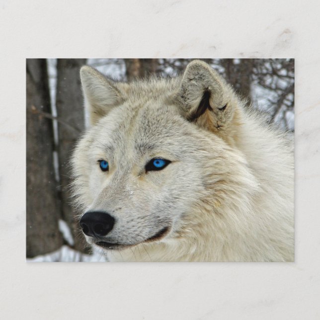 Blått Ögon Vit Varg vykort (Framsida)