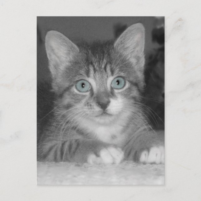 Blått Ögon-vykort Vykort (Framsida)