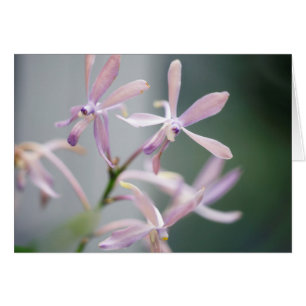 Blått Pacific för OrchidDarwinara berlock ' Hälsningskort