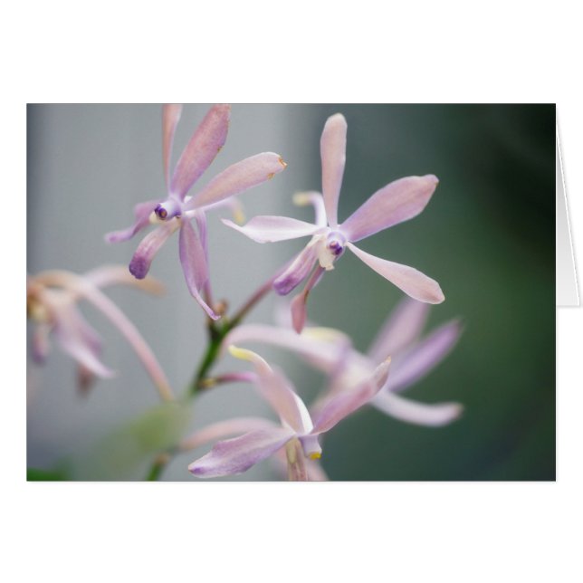 Blått Pacific för OrchidDarwinara berlock ' Hälsningskort (Framsidan Horizontal)