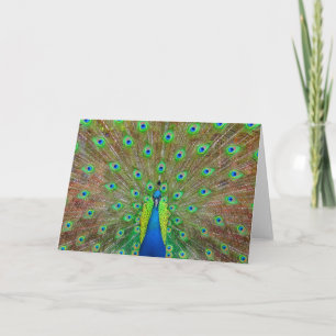 Blått peacock #3-kort kort