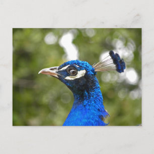 Blått peacock Porträtt-vykort Vykort