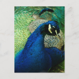 Blått peacock vykort