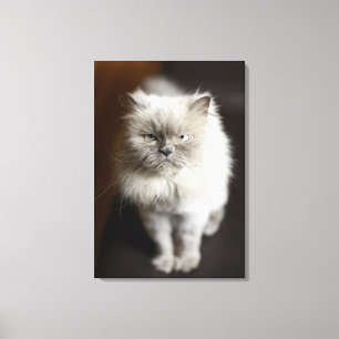 Blått pekar den irriterade Himalayan katten som Canvastryck