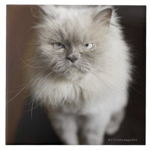 Blått pekar den irriterade Himalayan katten som Kakelplatta