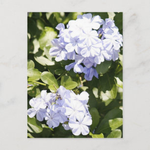 Blått plumbago Flower Photo Postcard Vykort