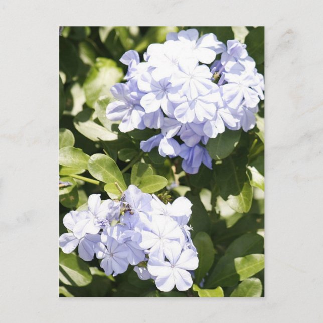 Blått plumbago Flower Photo Postcard Vykort (Framsida)