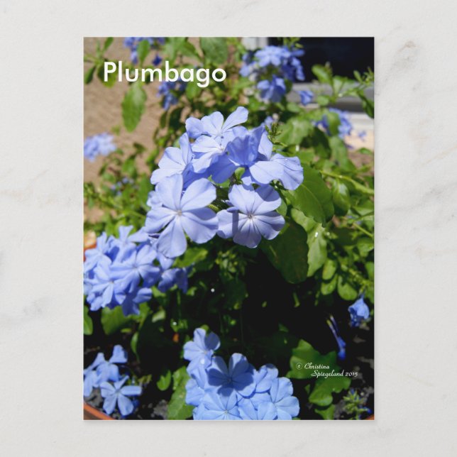 Blått plumbago Flowers-vykort Vykort (Framsida)