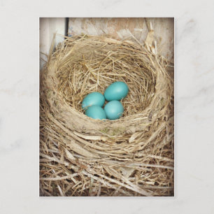 Blått Robin Egg-vykort för fotografi Vykort