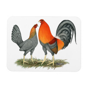 Blått röda Gamefowl Magnet