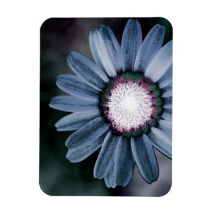 Blått Rustic-Daisy Flexibel fotomagnet Magnet