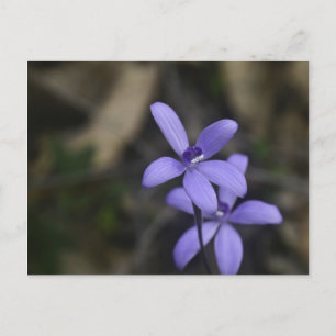 Blått Silky Orchid-vykort Vykort